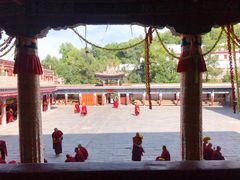 -塔尔寺菩提树