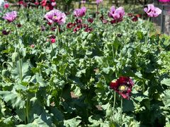 -国家植物园南园