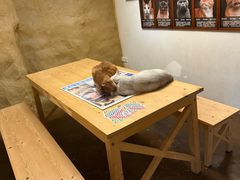 -猫猫幼稚园·撸猫·桌游·电玩