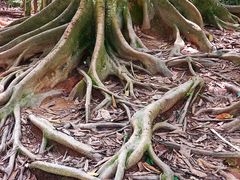 -中国科学院西双版纳热带植物园