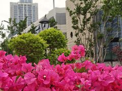 -循礼门鲜花花市(武汉循礼门店)