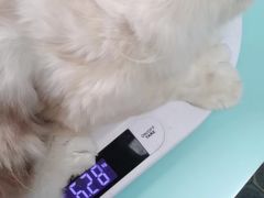 -猫宠乐园·专业洗护