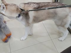 -宠福鑫康馨动物医院·骨科·眼科