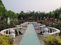 -百万葵园