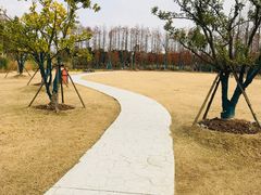 -上海长兴岛郊野公园