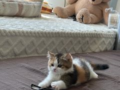 -Bastet sally猫舍购宠(静安店)