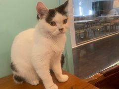 -猫小院猫主题餐厅(三里屯店)