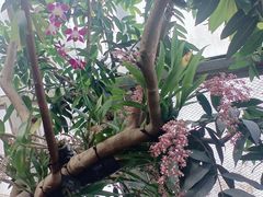 -北京植物园-展览温室