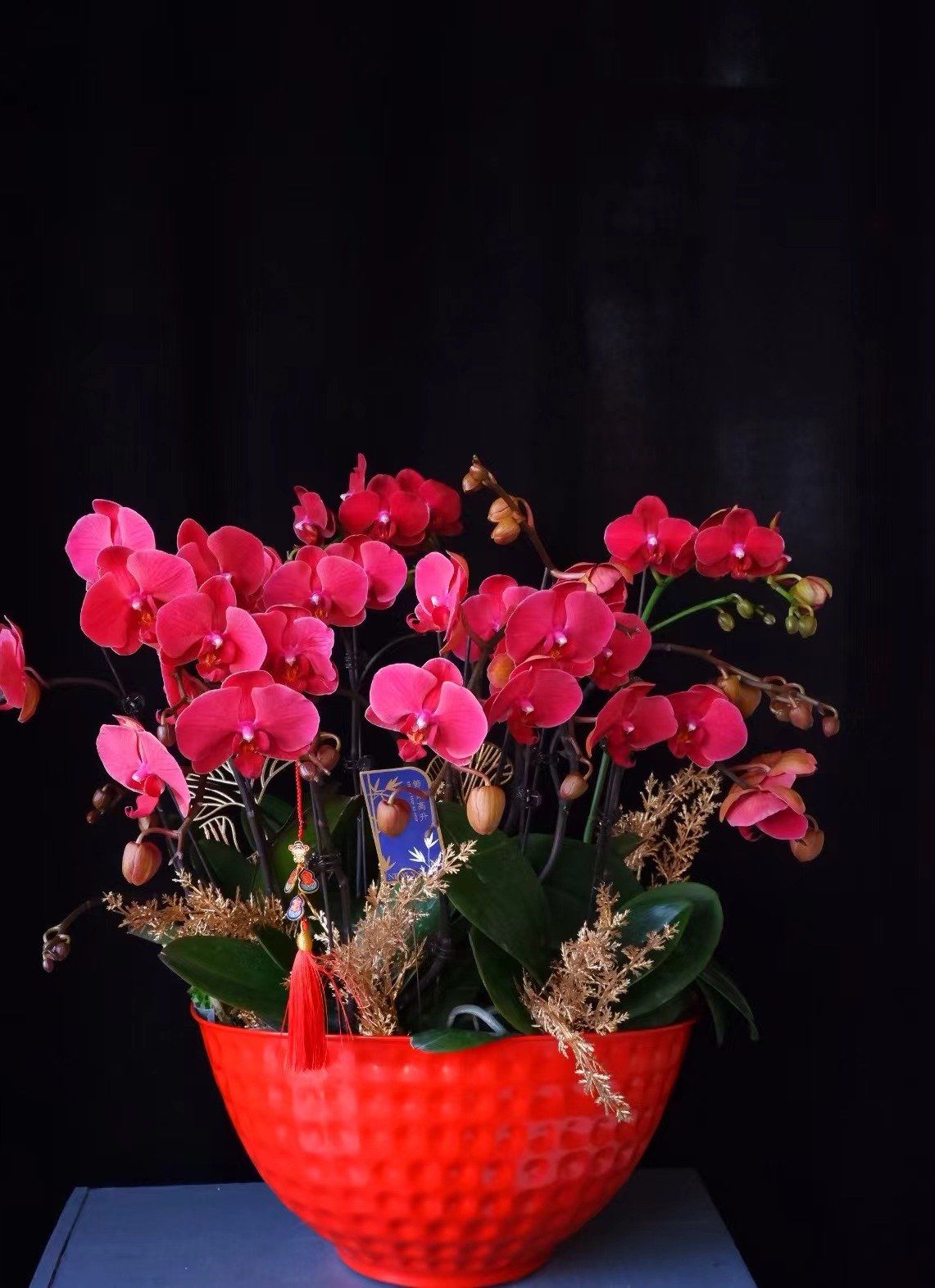 红珍珠蝴蝶兰盆栽年宵花