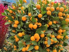 -双季花艺园艺市场(浦东店)