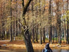 -上海共青森林公园