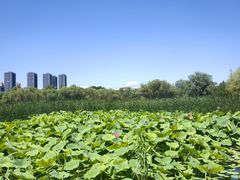 -太阳宫公园