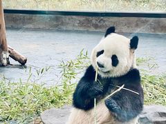 -上海野生动物园