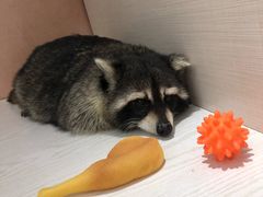 -浣熊柯尔鸭土拨鼠·电玩咖
