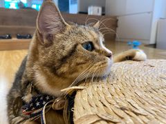 -啵啵喵·猫咖(攀华国际店)