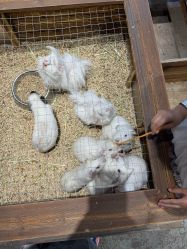 -酷嗒动物文化乐园(cutezoo西溪乐天城店)