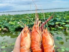 -七的湖·晚芳亭·阳澄湖农家菜·大闸蟹(莲花岛店)