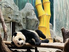 -广州长隆野生动物世界