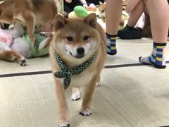 -逗柴咖啡屋·狗咖猫咖宠物桌游