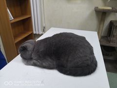 -康乐宝动物医院