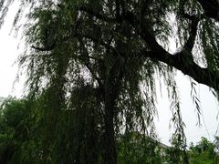 -趵突泉景区