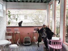 -喵屿·大理花园猫咖