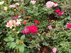 -人民公园(罗湖区)