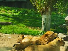 -北京野生动物园