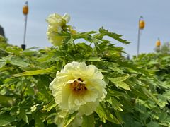 -洛阳市隋唐城遗址植物园