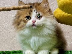 -佳雯宠物医院·皮肤科·内外科(春晓路分院)