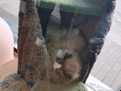 -糯米喵星人总部直营旗舰店·猫舍·幼猫出售