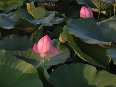 -哈尔滨大剧院