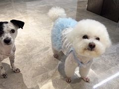 -帕帕拉兹宠物(亚洲旗舰店)