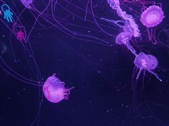 -珠海长隆海洋王国