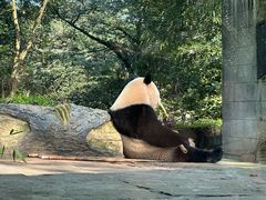 -中国大熊猫保护研究中心雅安碧峰峡基地