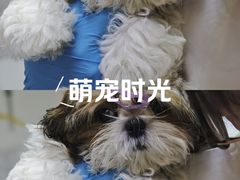 -瑞派天使宠物医院·神经外科·骨科·核磁CT(洛川中路店)