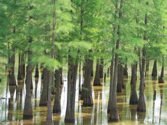 -白鹭湾湿地公园