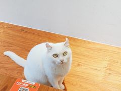 -有猫主题·治愈系猫咖(曾厝垵店)