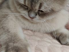 -宠爱国际动物医院· 猫科· 外科·中兽医(长白店)