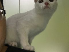 -佳怡动物医院·平价24小时·猫专科骨外科