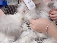 -瑞派康怡24h宠物医院·犬猫医疗中心·微创绝育(瑞景分院)