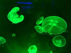 -暹罗海洋世界
