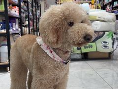 -喜洋洋宠物医院(震川路总店)