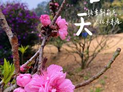 -南国桃园旅游度假区