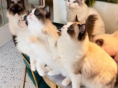-喵喵咪呀布偶猫咖(春熙路店)