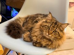 -伟伟宠物医院·瑞派猫友好医院·猫科(光谷店)