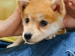 -逗柴咖啡屋·狗咖猫咖宠物桌游