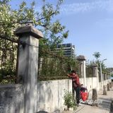 四月槐花飘香