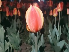 -长春公园(普阳街道)