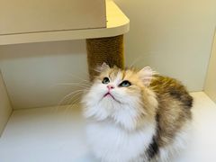 -十月米努特矮脚猫舍